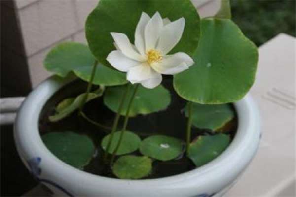 Bowl Lotus