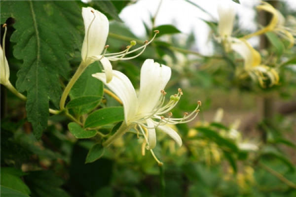 Lonicera japonica