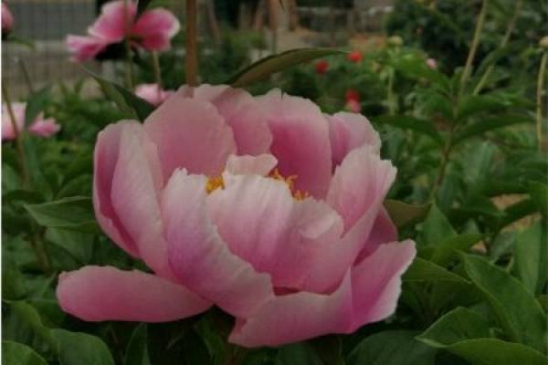 Paeonia lactiflora