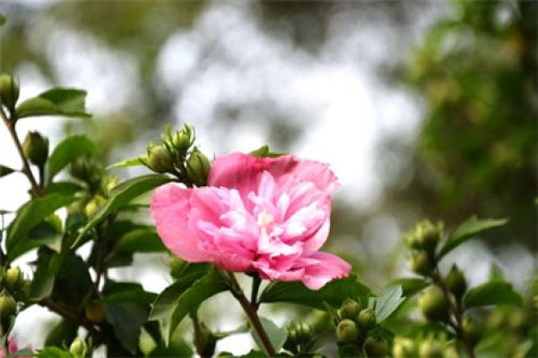 Hibiscus