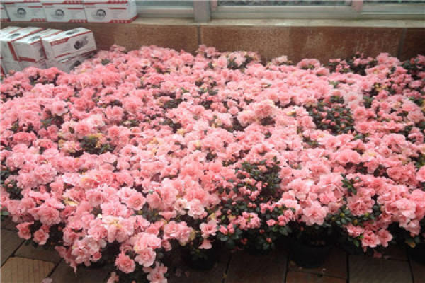 Rhododendron