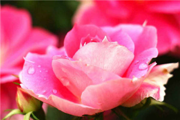 Rhododendron