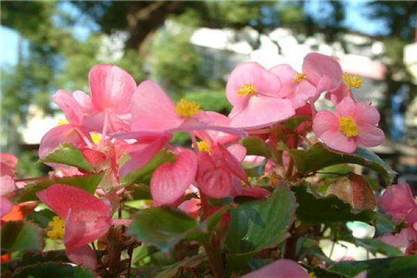 Chinese flowering crabapple