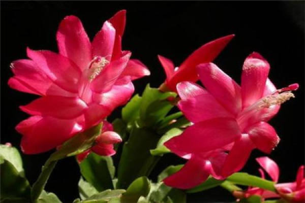 Zygocactus japonicus