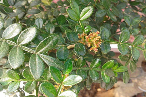 Pepper Wood