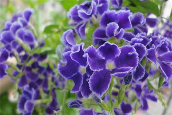 violet
