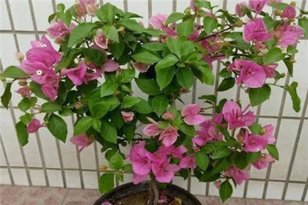 Bougainvillea