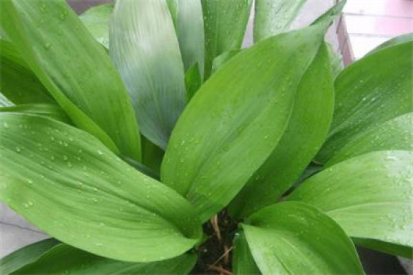 Folium Platyphylli