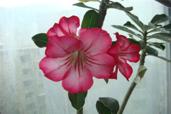 Desert Rose