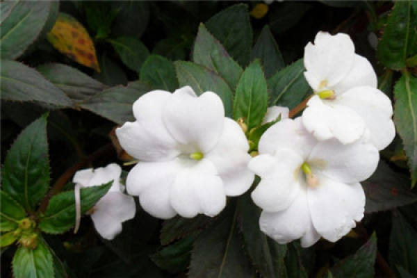 Impatiens balsam