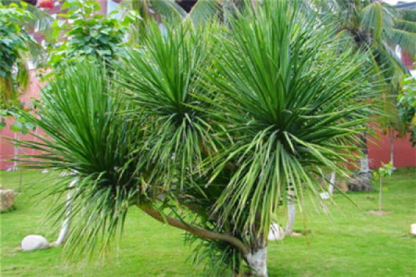 Dracaena