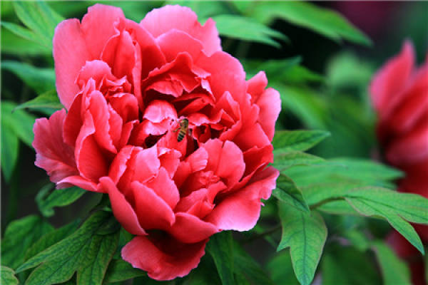 Peony Flower