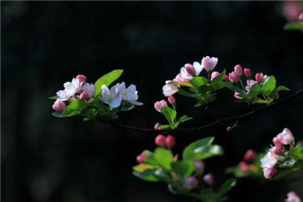 Chinese flowering crabapple