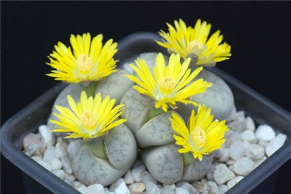 Raw Stone Flower