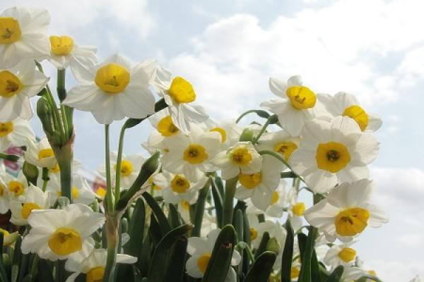Narcissus