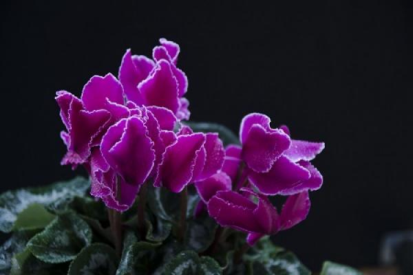 Cyclamen