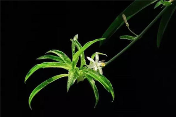 Chlorophytum comosum