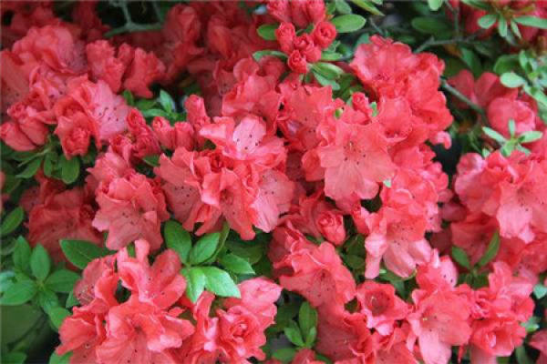 Rhododendron