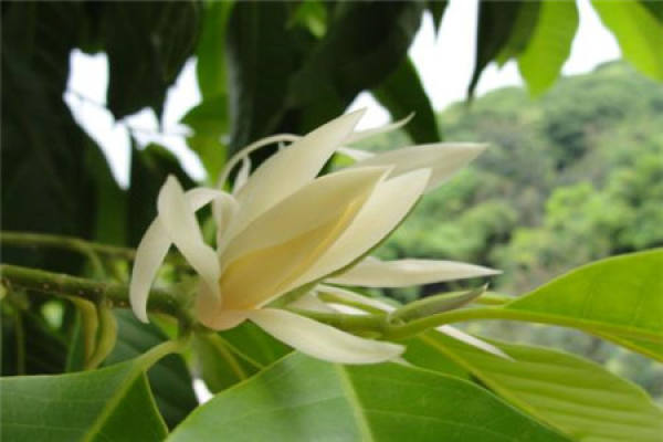 White Orchid