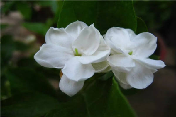 Jasmine