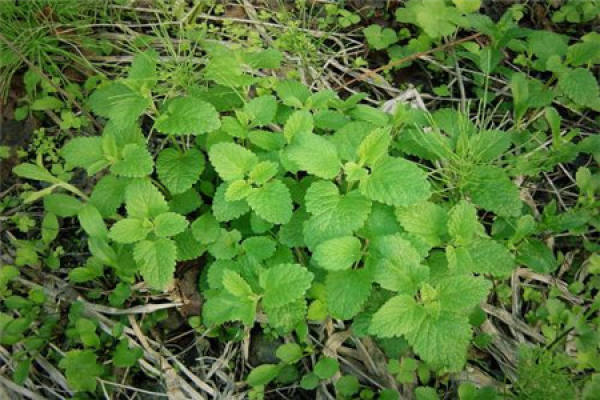 Peppermint