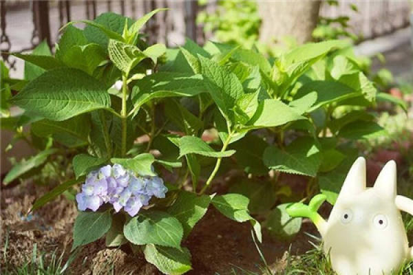 Plant