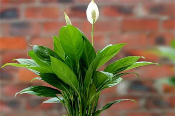 White Palm