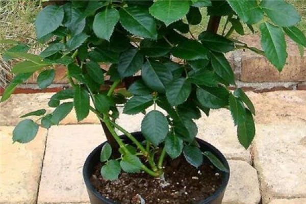 Potted plant