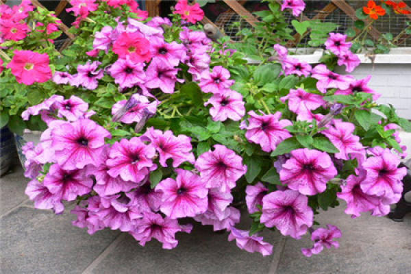 Petunia hybrida