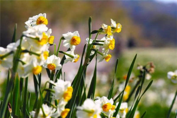 Narcissus