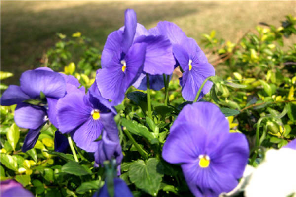Geranium