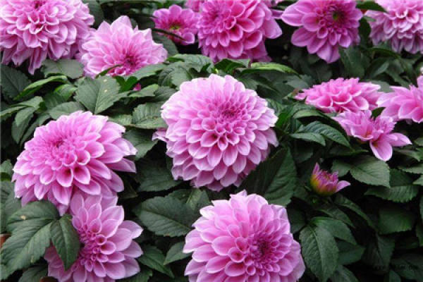 Dahlia