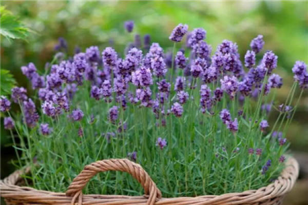 Lavender