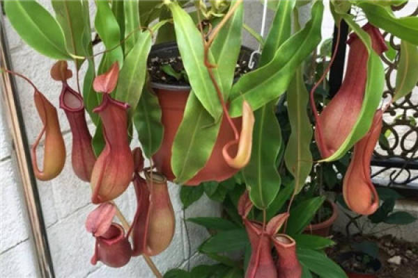 Nepenthes