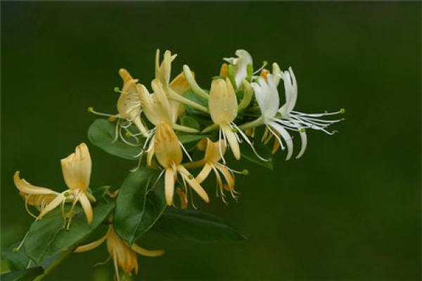 Lonicera japonica