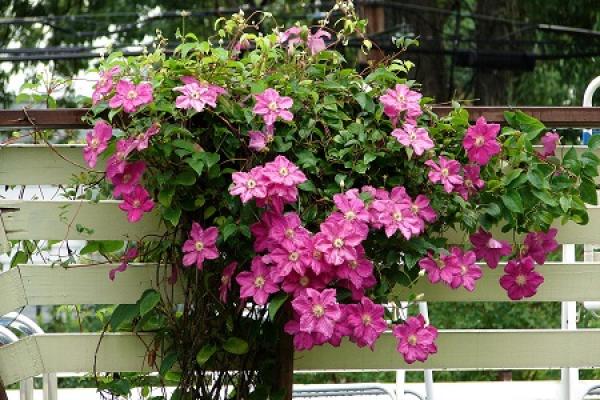 Clematis