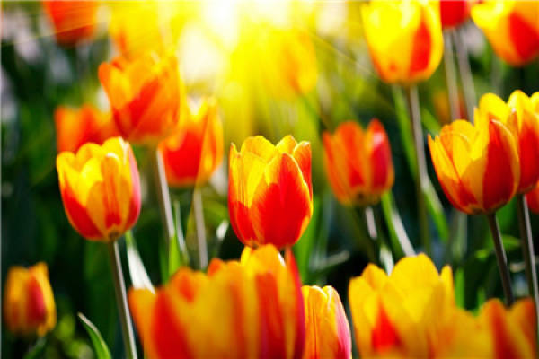 Tulip