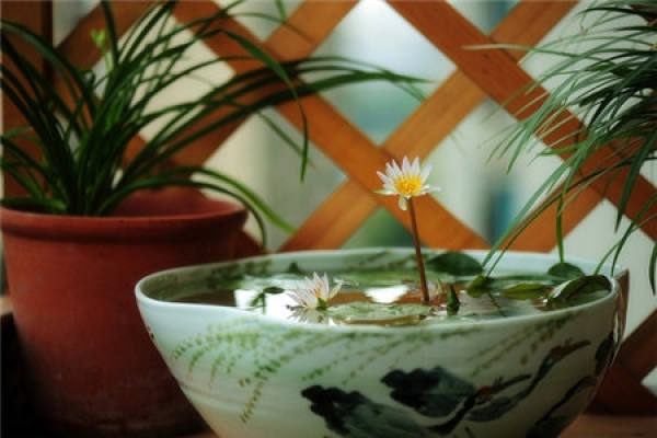 Bowl Lotus