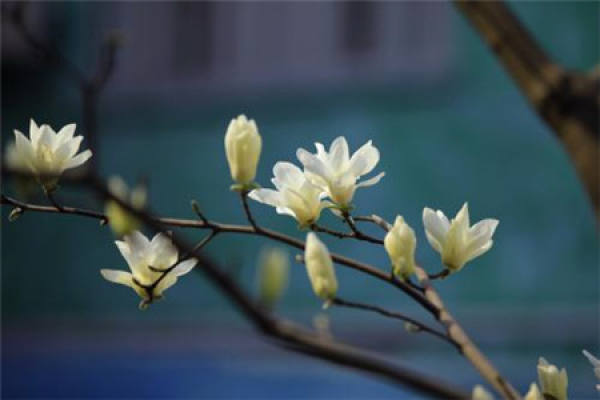 Magnolia denudata
