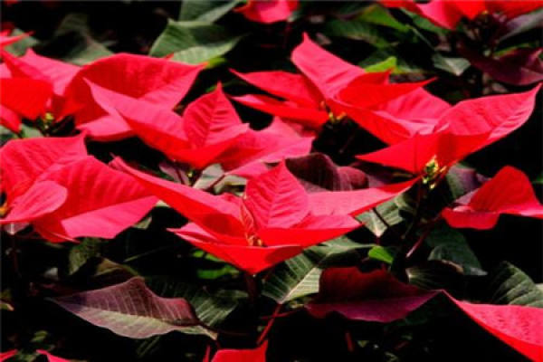 Euphorbia pulcherrima