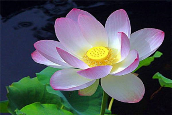 Lotus