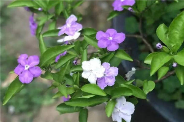 Jasmine bicolor