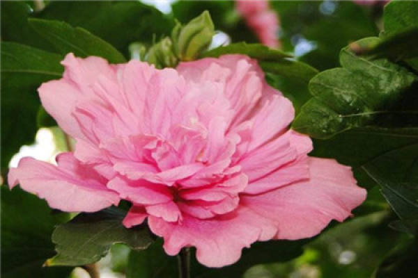 Hibiscus