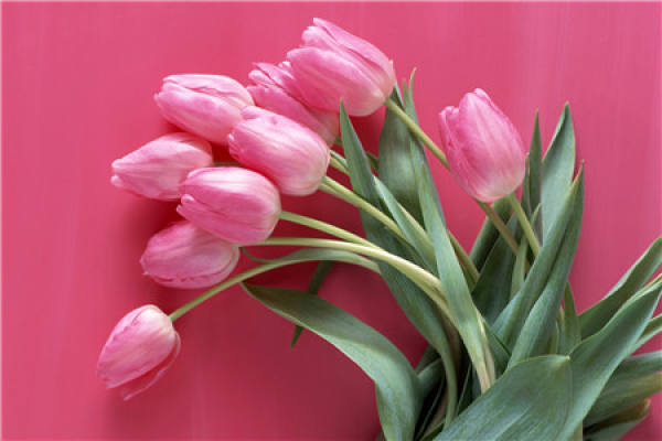 Tulip