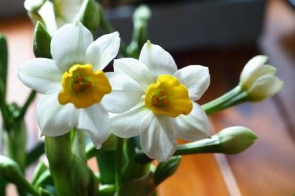 Narcissus