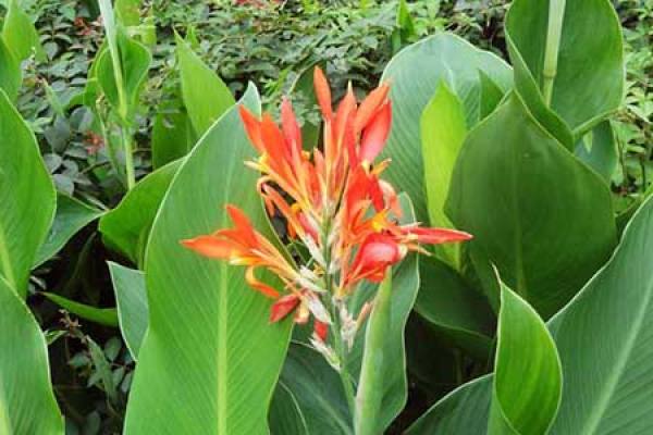 Canna indica