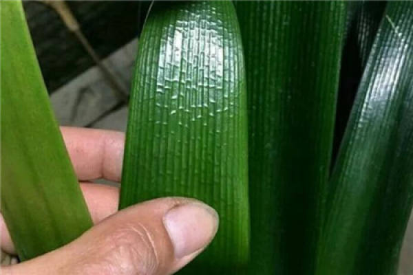 Clivia miniata