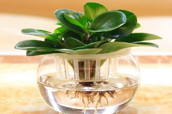 Watercress