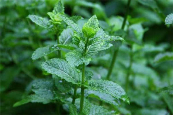 Peppermint