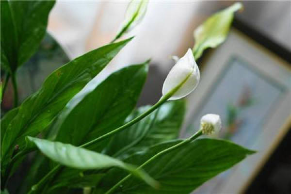 White Palm